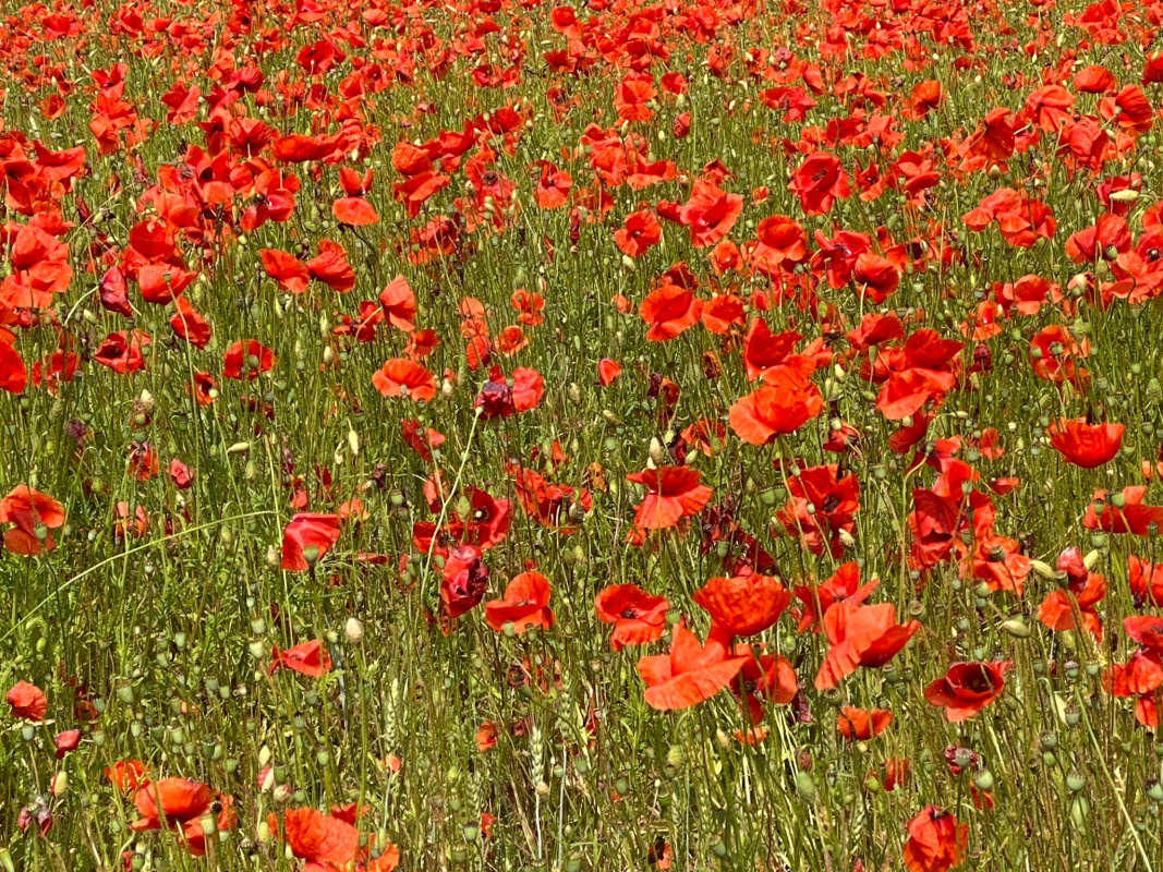 Willkommen bei Camping36, den Mohnfelds